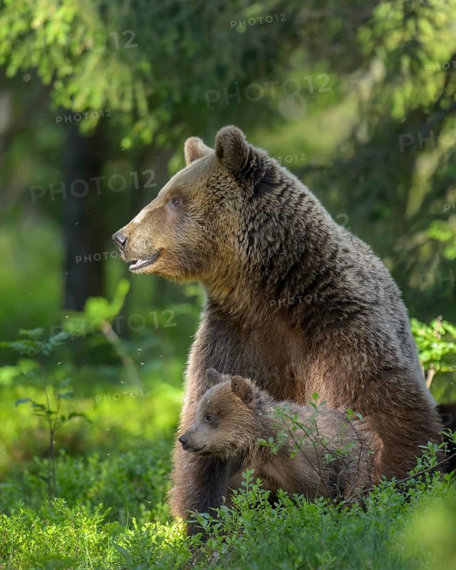 Eurasian Brown Bear (Ursus arctos) mother with cubs in forest, Finland