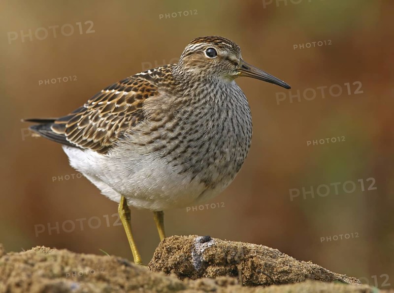 Pectoral Sandpiper (Calidris melanotos), Sizandro, Portugal