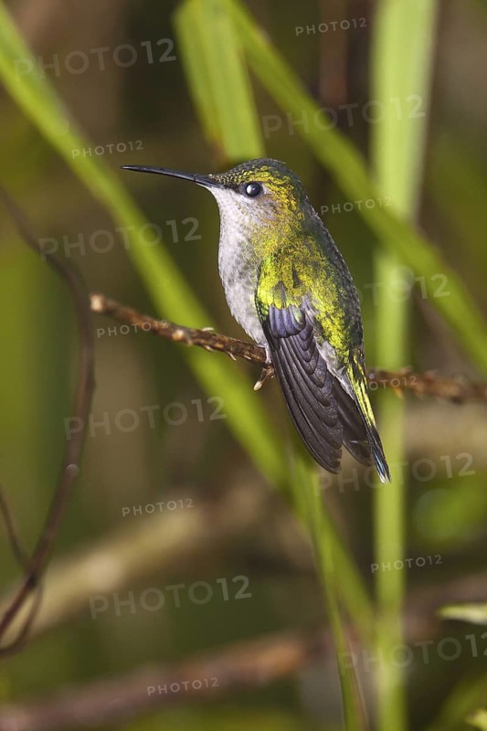 Violet-capped Woodnymph (Thalurania glaucopis) female, Bahia, Brazil