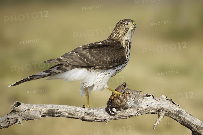 Cooper's Hawk (Accipiter cooperii), Texas, USA