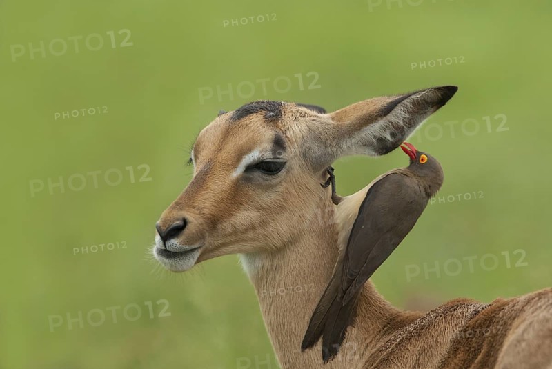 Red-billed Oxpecker (Buphagus erythrorynchus), Mpumalanga, South Africa
