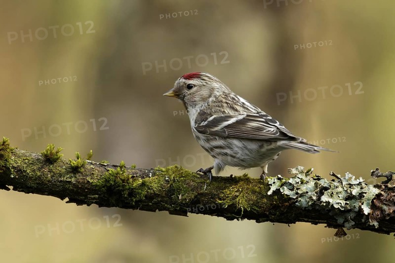 Grote barmsijs; Mealy Redpoll, Acanthis flammea