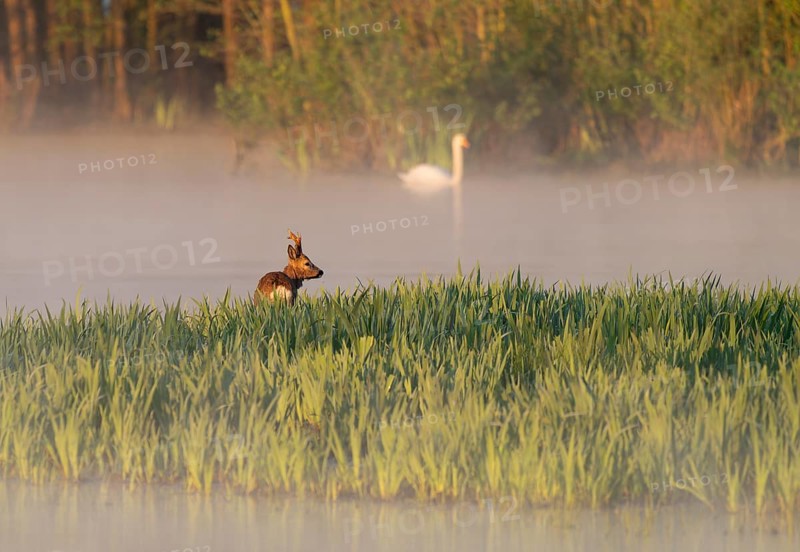 Roe deer (Capreolus capreolus), roebuck standing in a wet meadow, in a wetland biotope at a lake, morning mist, warm morning light, mute swan (Cygnus olor) on the water, Lower Saxony, Germany