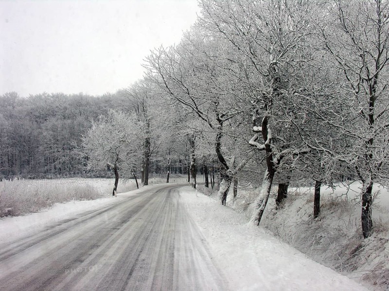 Winter trees on a country road, Mecklenburg-Vorpommern, Germany