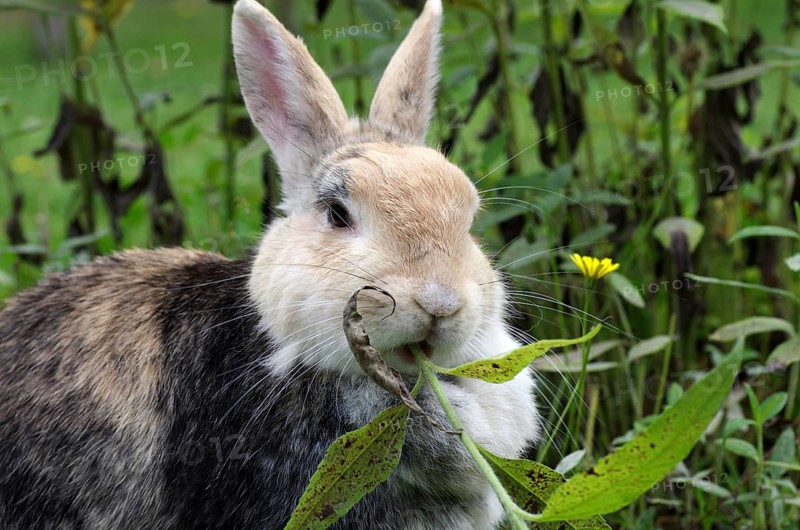 Domestic rabbit (Oryctolagus cuniculus domestica), portrait, garden, eating, The rabbit eats Jerusalem artichoke leaves