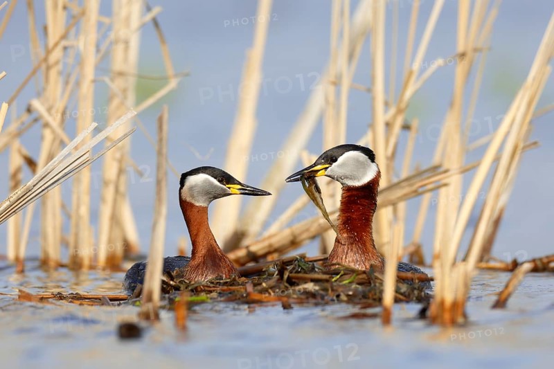 Red-necked Grebe (Podiceps grisegena) pair, Mecklenburg-Western Pomerania, Germany
