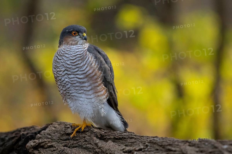 Eurasian Sparrowhawk (Accipiter nisus), Subotica, Serbia