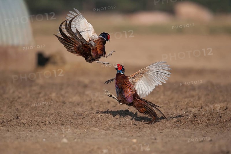 Common pheasant (Phasianus colchicus) two adult male game cock birds fighting in a pig farm field, Suffolk, England, United Kingdom