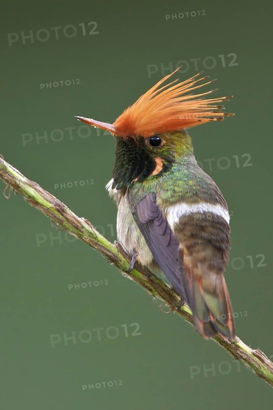 Rufous-crested Coquette (Lophornis delattrei), Manu National Park, Peru