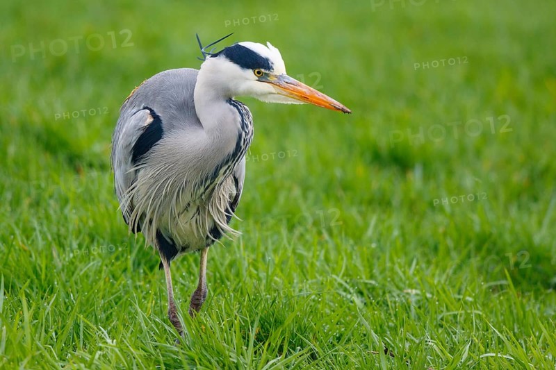 Grey Heron (Ardea cinerea) foraging, Netherlands