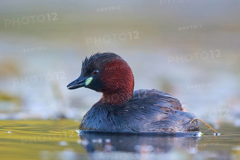 Little Grebe (Tachybaptus ruficollis), North Rhine-Westphalia, Germany