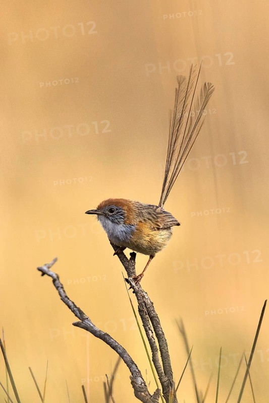 Mallee Emu-wren (Stipiturus mallee), Victoria, Australia