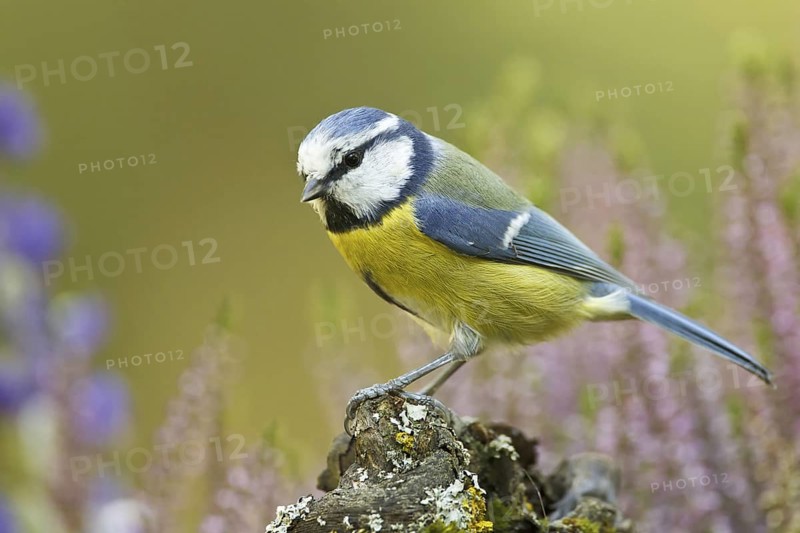 Eurasian Blue Tit (Cyanistes caeruleus), Germany