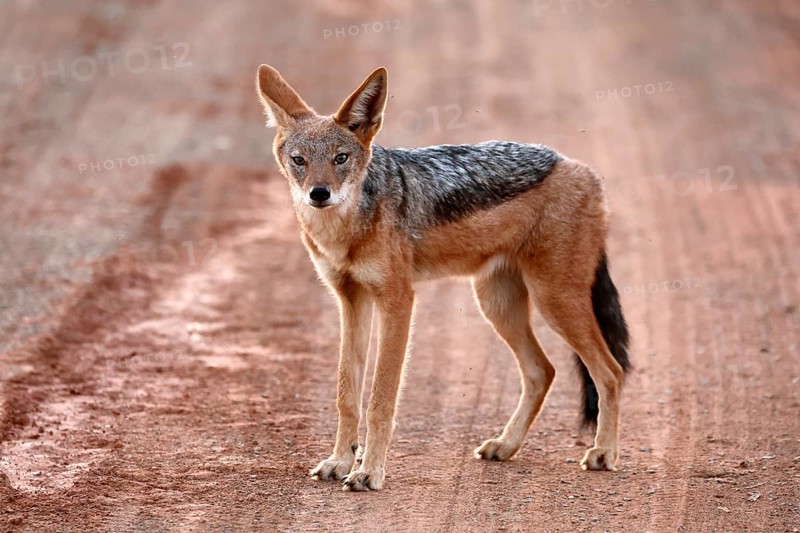 Black-backed jackal (Lupulella mesomelas), adult, alert, stalking, foraging, roadway, track, Mokala National Park, Northern Cape, South Africa