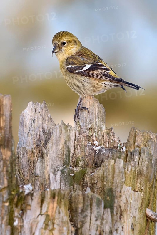 Two-barred Crossbill (Loxia leucoptera) female, Alaska, USA