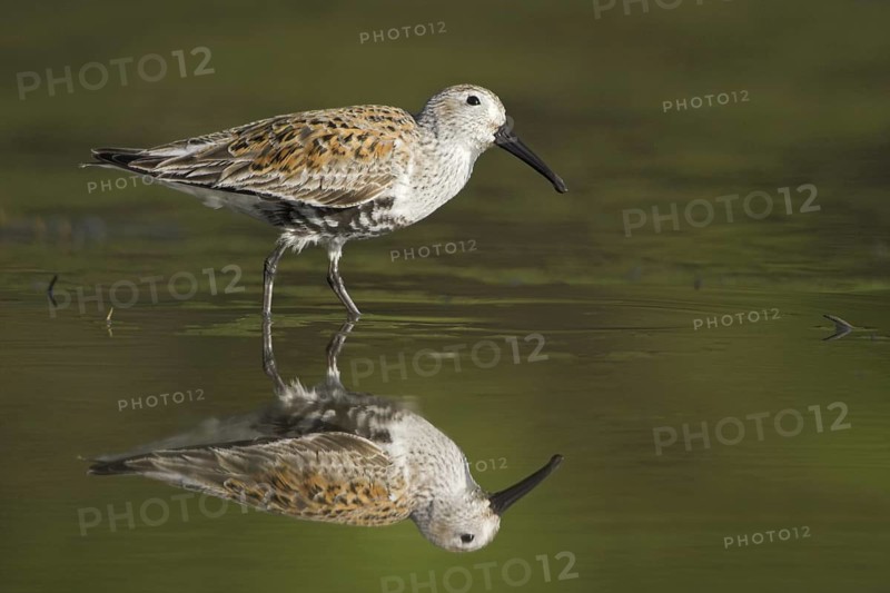 Dunlin (Calidris alpina), British Columbia, Canada