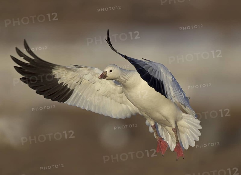 Ross's Goose (Anser rossii) flying, New Mexico, USA