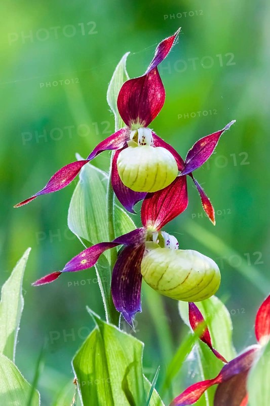 Orchids, Lady's slipper, (Cypripedium calceolus), Lower Saxony, Federal Republic of Germany