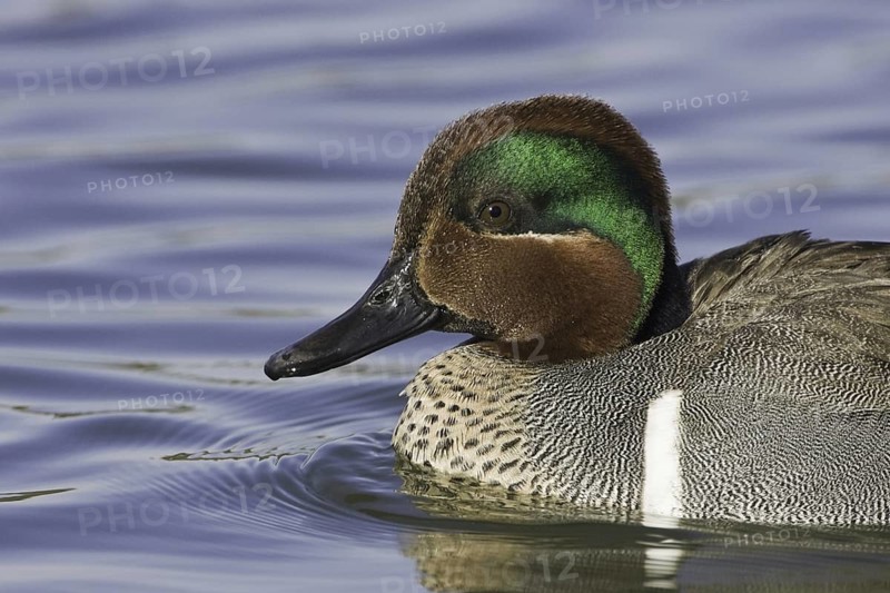 Green-winged Teal (Anas carolinensis) male, California, USA