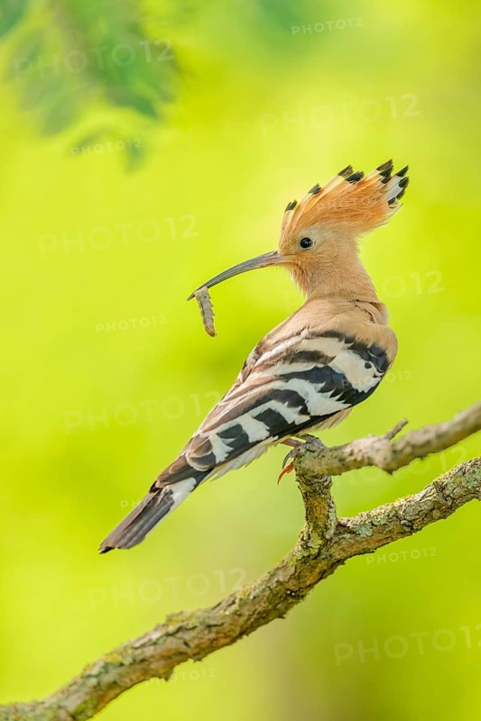 Wiedehopf, Upupa epops Eurasian hoopoe, Upupa epops