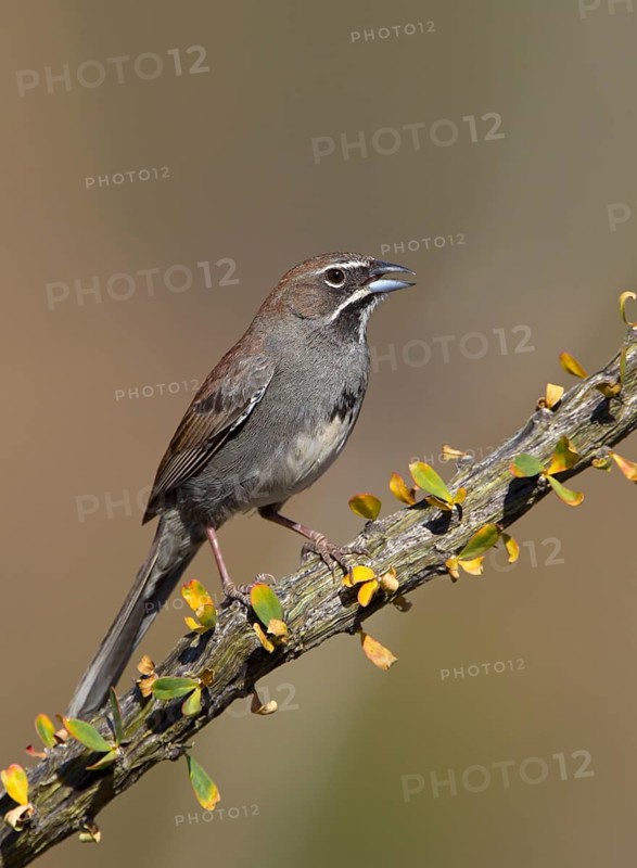 Five-striped Sparrow (Amphispiza quinquestriata) singing, Arizona, USA