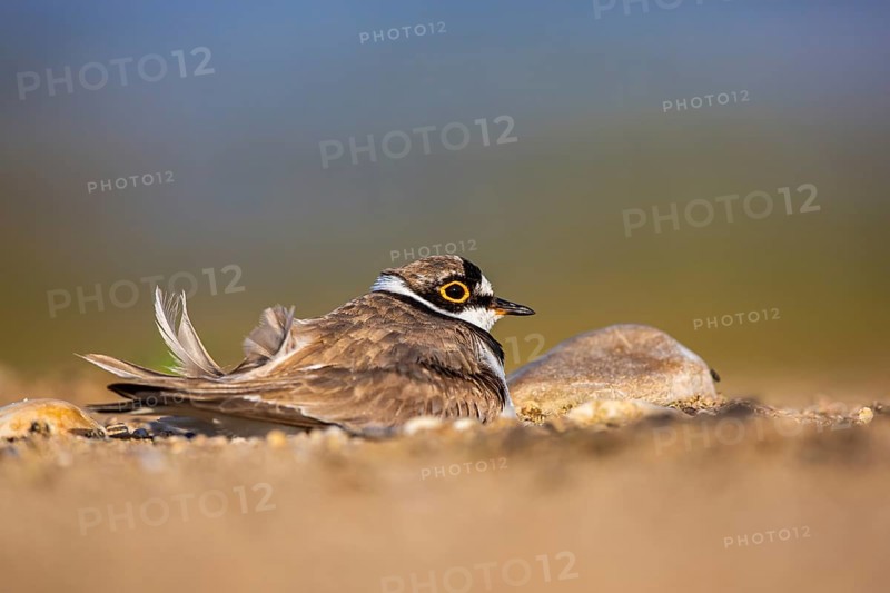 Little Ringed Plover (Charadrius dubius) male incubating North Rhine-Westphalia, Germany
