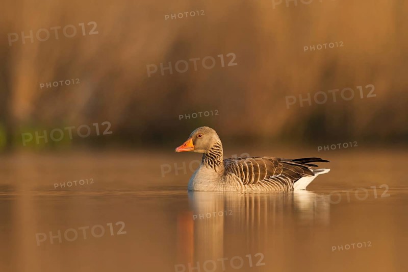 Greylag Goose (Anser anser), Utrecht, Netherlands