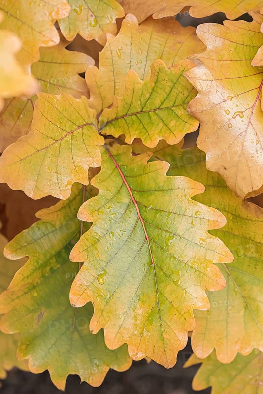 Japanese Emperor Oak (Quercus dentata 'Carl Ferris Miller')