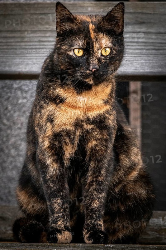 A tortoiseshell cat (Felis catus) sits attentively on an outdoor bench, Ternitz, Lower Austria, Austria