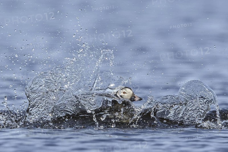 Long-tailed Duck (Clangula hyemalis) male, Alaska, USA