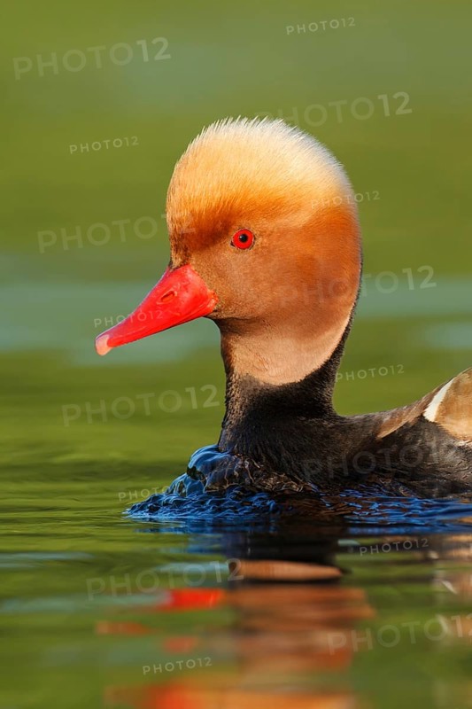 Red-crested Pochard (Netta rufina) male, Brandenburg, Germany