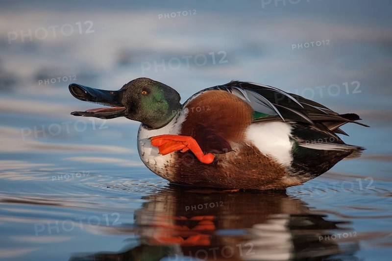 Northern shoveler duck (Anas clypeata) adult male bird preening with its beak open in a lake, England, United Kingdom