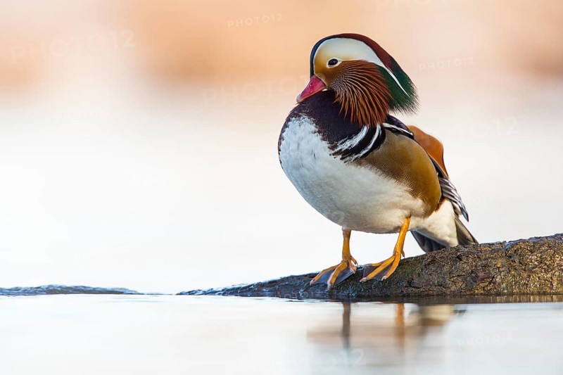 Mandarin Duck (Aix galericulata) male, Rhineland-Palatinate, Germany