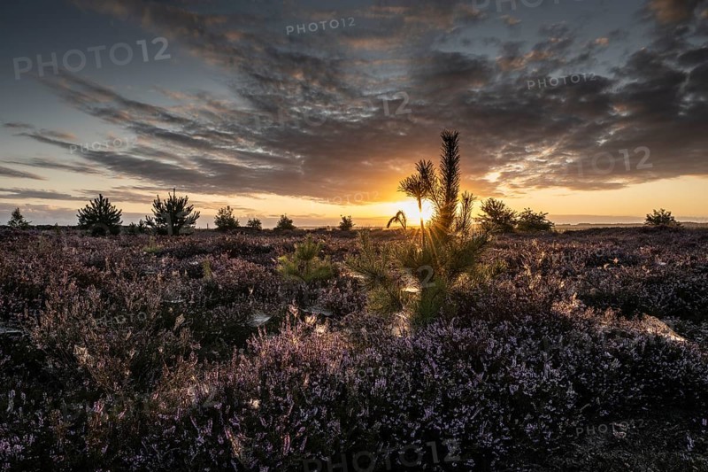 Heath landscape at sunrise, Emsland, Lower Saxony, Germany
