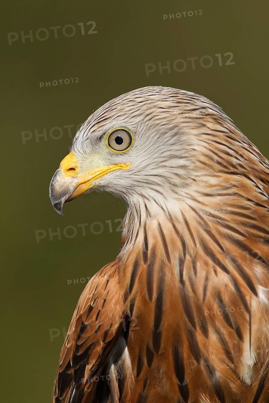 Red kite (Milvus milvus) adult bird of prey raptor head portrait, England, United Kingdom