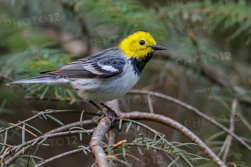Hermit Warbler (Setophaga occidentalis) perched on a branch in Washington State, USA