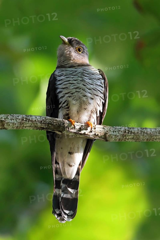 Indian Cuckoo (Cuculus micropterus) perched on a branch, Malaysia