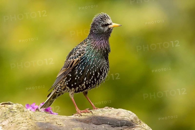 Common Starling (Sturnus vulgaris), Bavaria, Germany