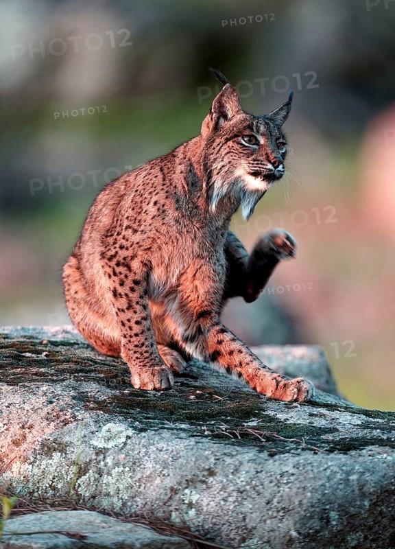 Lynx (Lynx pardinus), portrait, morning light, fur cleaning, forest, Andalusia Spain