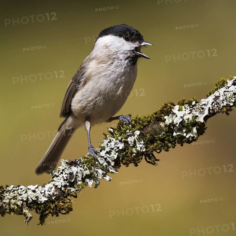 Marsh Tit (Poecile palustris), Asturias, Spain