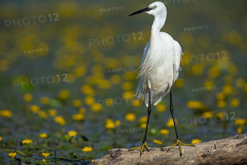 Little Egret (Egretta garzetta) Hungary