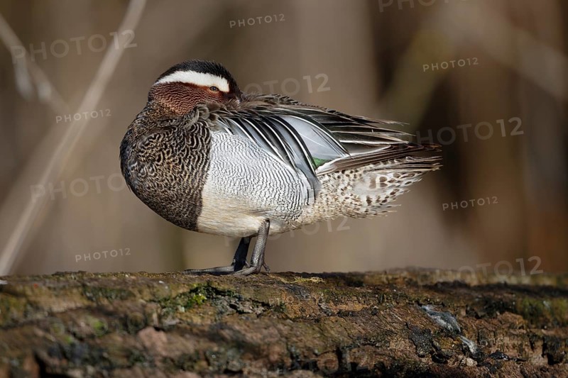 Garganey (Spatula querquedula) male, Saxony, Germany