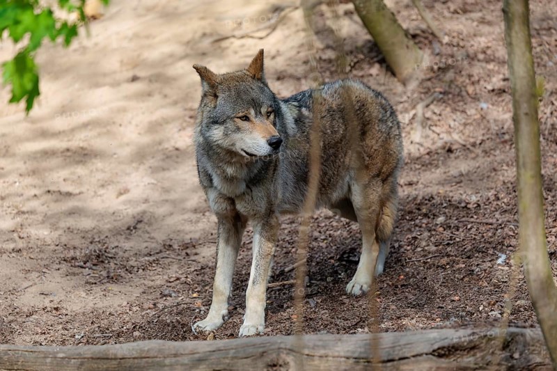 A Eurasian gray wolf (Canis lupus lupus) stands on dry forest floor. Transylvania, Romania