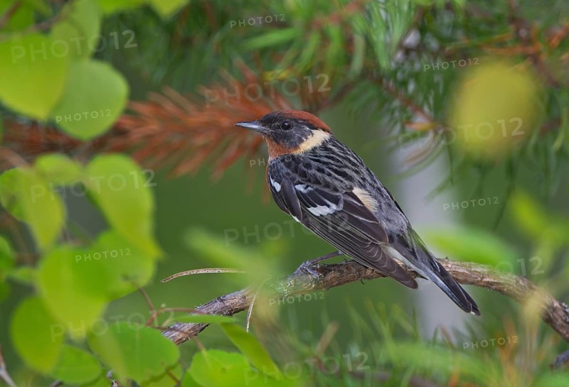 Bay-breasted Warbler (Setophaga castanea) male, Ontario, Canada