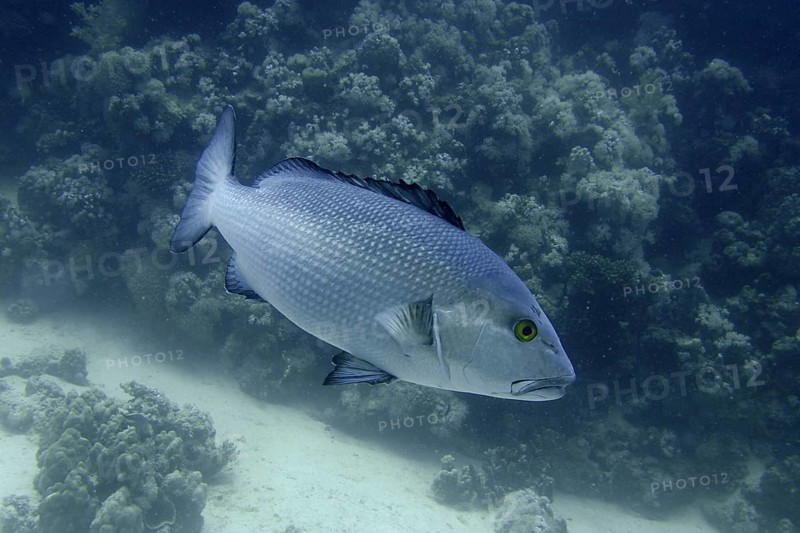 Double-spotted snapper (Lutjanus bohar)