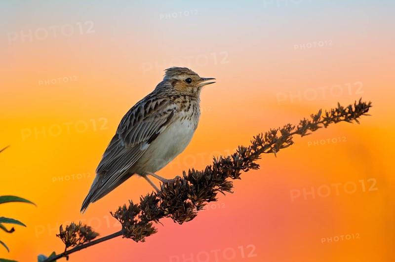 Heidelerche (Lullula arborea), Woodlark, singendes Maennchen, Gebaeude im Hintergrund, morgens, Mai, Oberhausen, Ruhrgebiet, Nordrhein-Westfalen, Deutschland