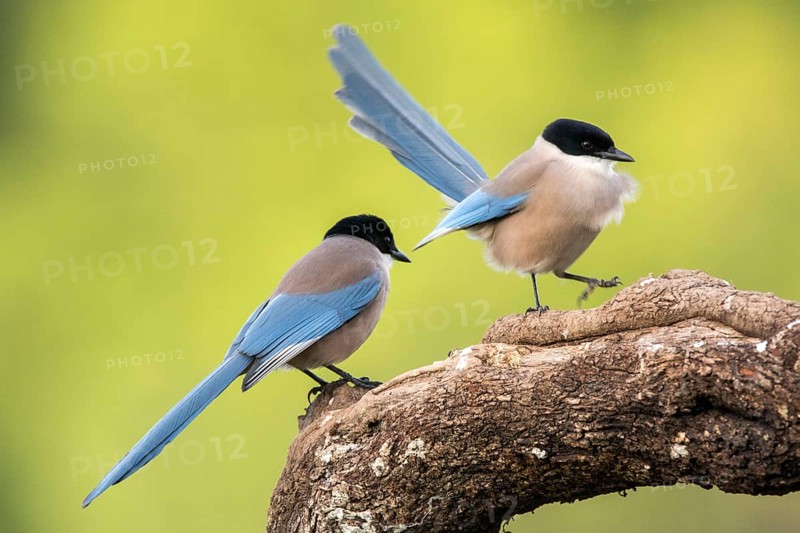 Iberian Magpie (Cyanopica cooki), Andalusia, Spain