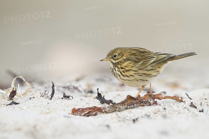 Meadow Pipit - Wiesenpieper - Anthus pratensis ssp. pratensis, Germany