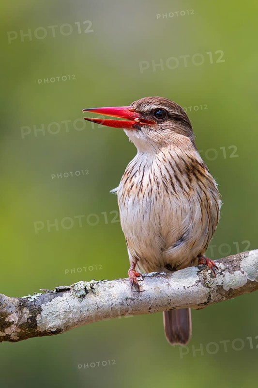 Brown-hooded kingfisher (Halcyon albiventris), perching site, Kingfisher family, iSimangaliso Wetland Park, St. Lucia, KwaZulu-Natal, South Africa