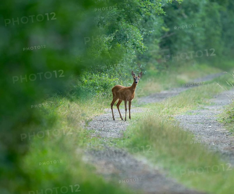 Roe deer (Capreolus capreolus), standing on a forest path, wildlife, Lower Saxony, Germany